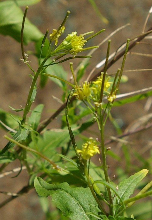 inflorescence