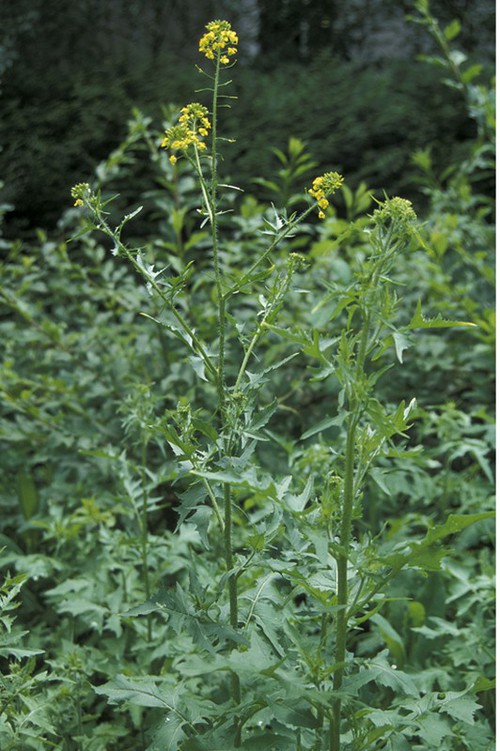 Plante entière