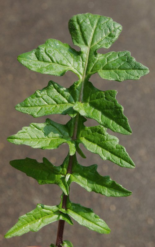 détail feuille