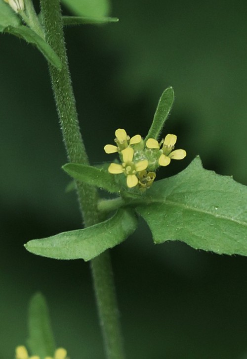 détail fleur
