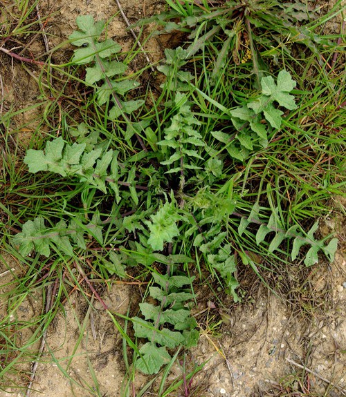 feuille