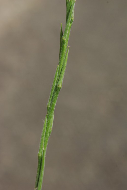 fruit