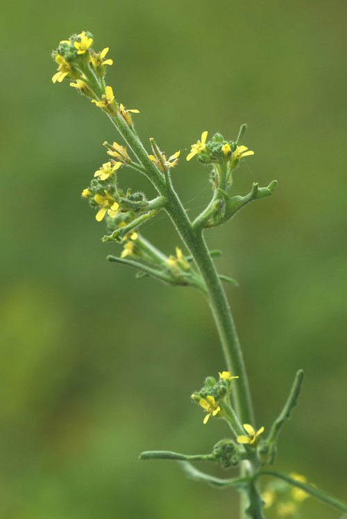 inflorescence