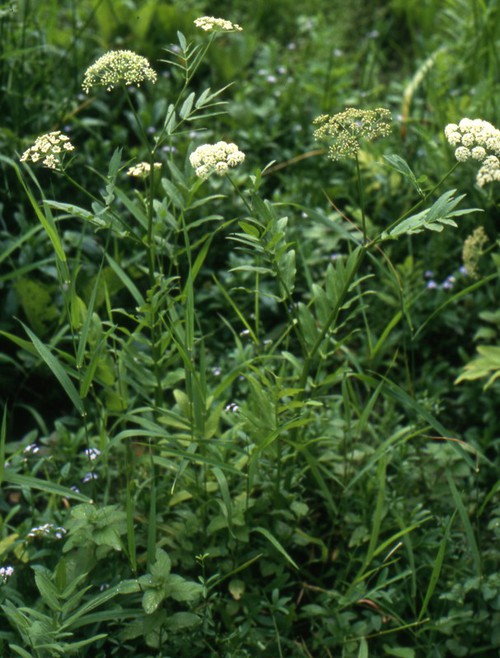 Plante entière