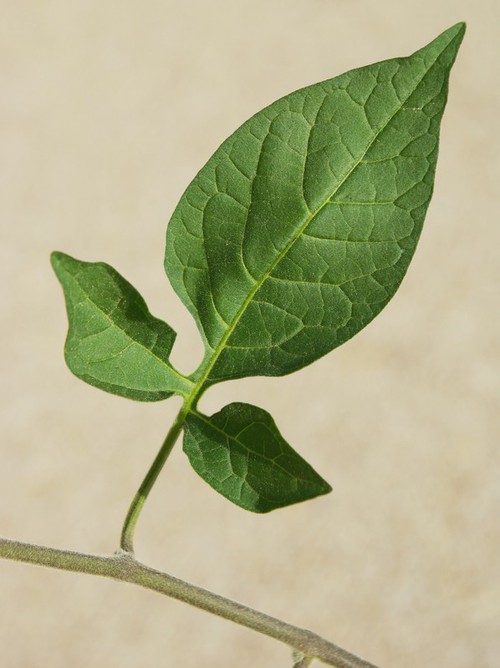 détail feuille