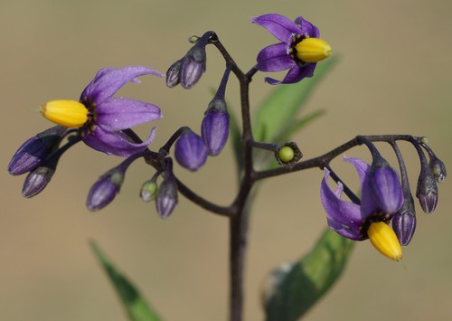 inflorescence