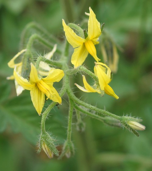inflorescence