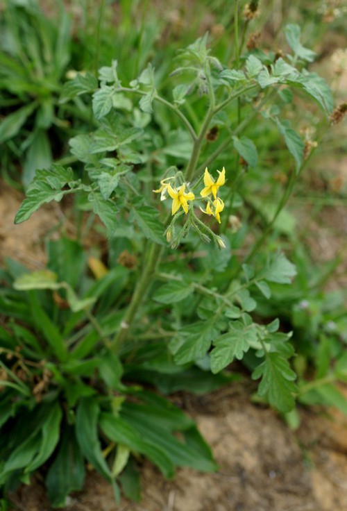 Plante entière