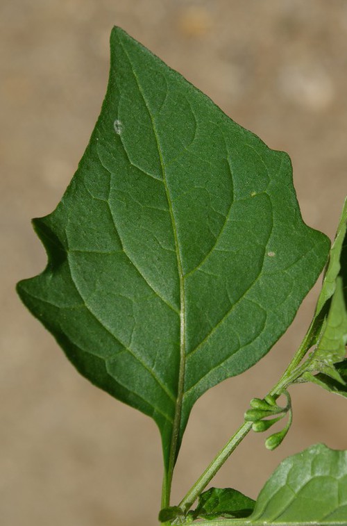 détail feuille