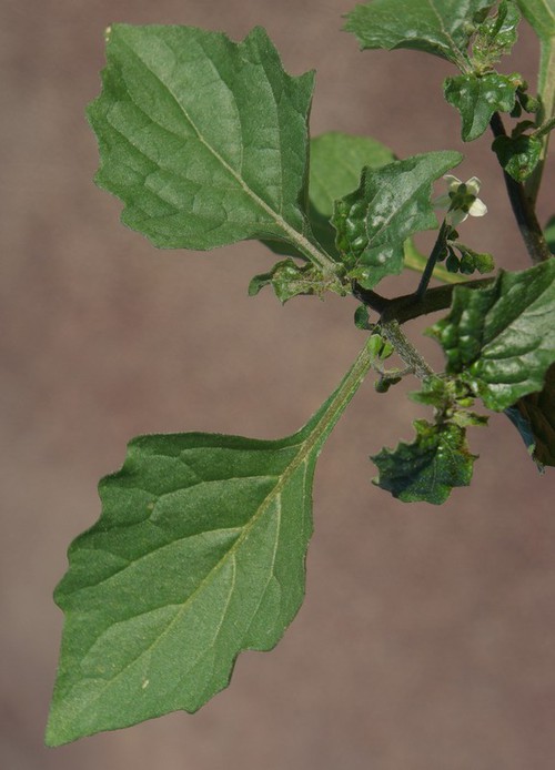feuille