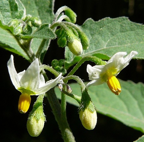 fleur