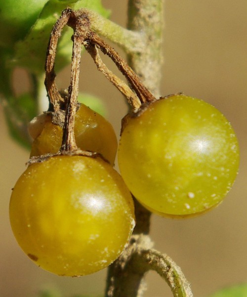 détail