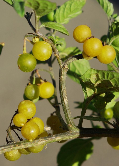 Plante entière