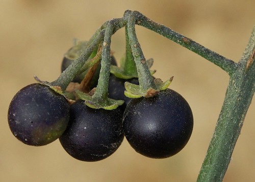 fruit