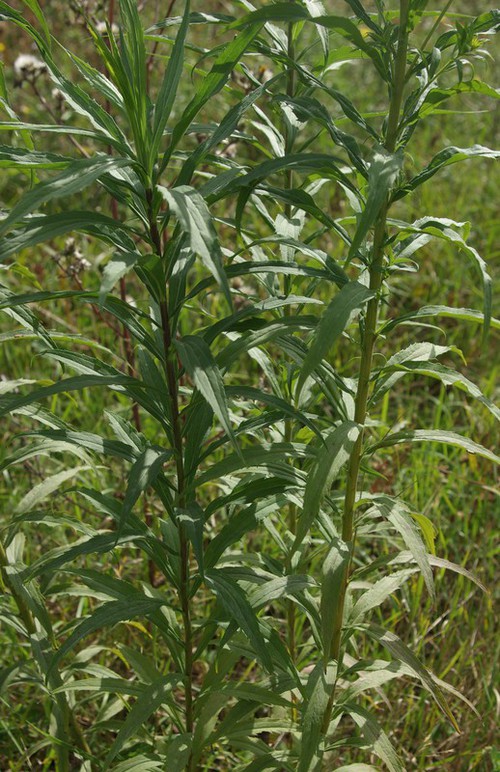 feuille