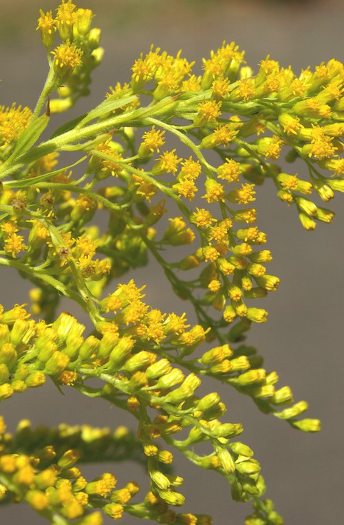 inflorescence