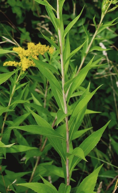feuille