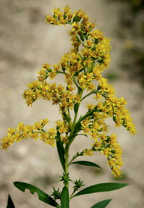 inflorescence