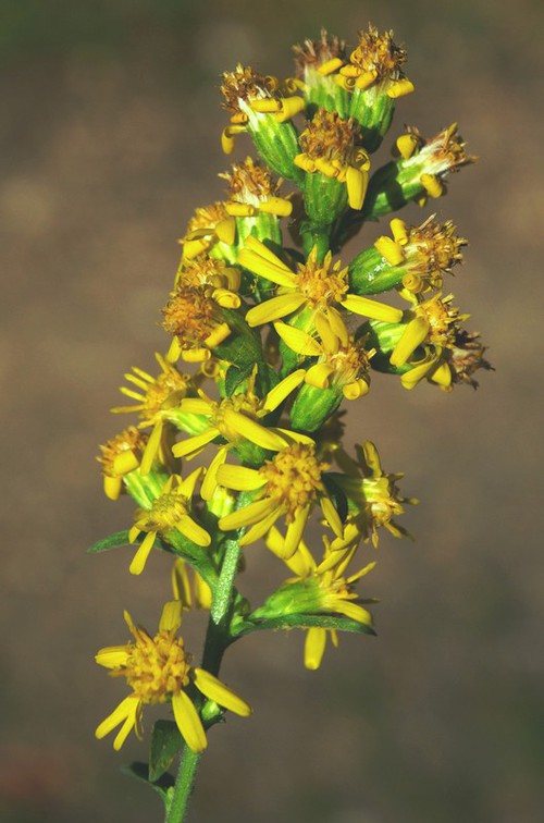 détail fleur