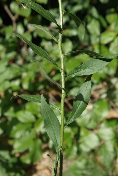 feuille