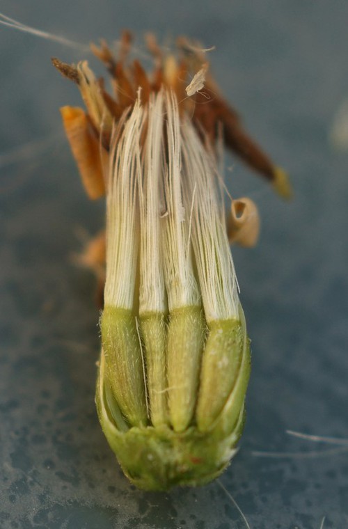 fruit