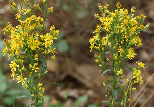 inflorescence