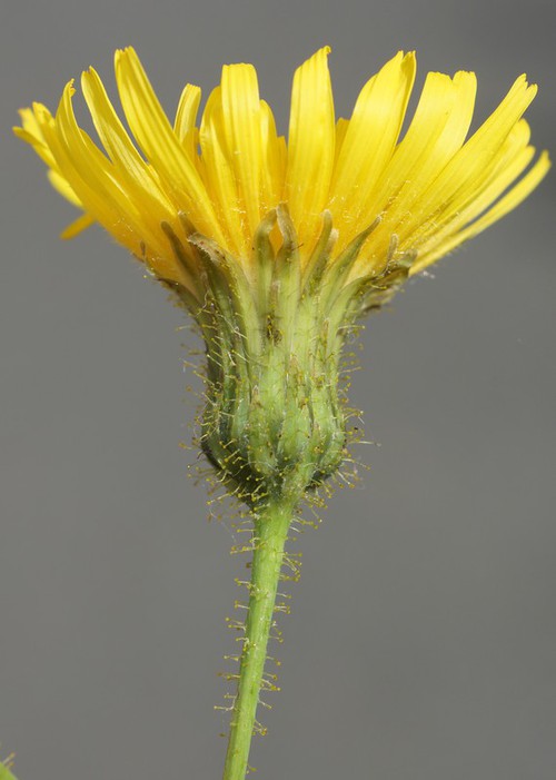 détail inflorescence