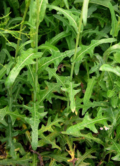 feuille