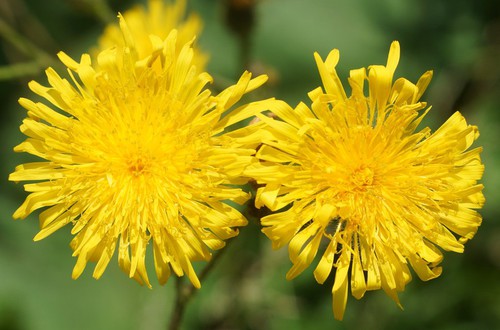 inflorescence