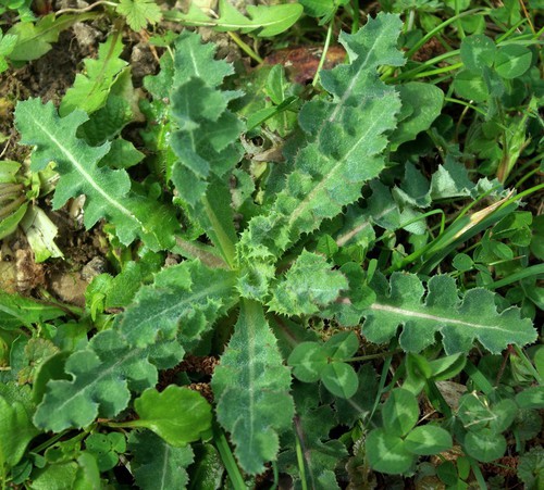 feuille basale