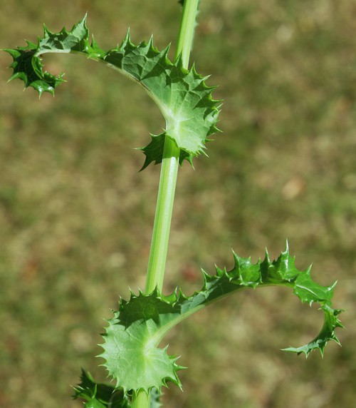 feuille caulinaire
