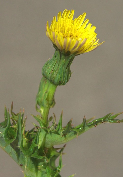 inflorescence