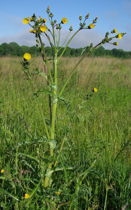 Plante entière