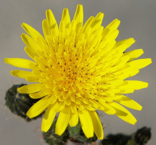 détail fleur