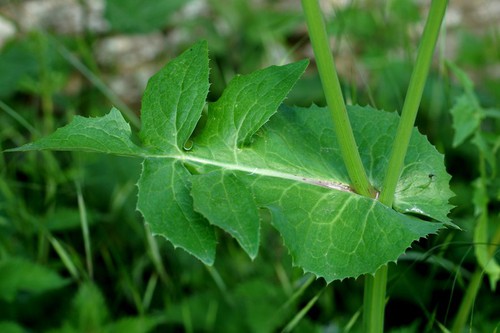 feuille caulinaire