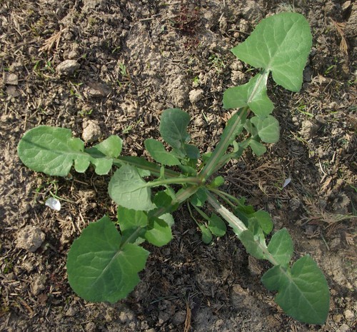 feuille basale