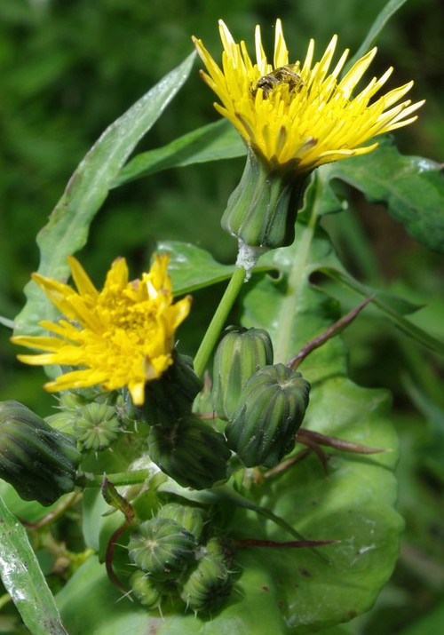 inflorescence