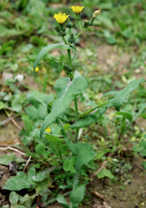 Plante entière