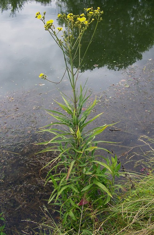 Plante entière