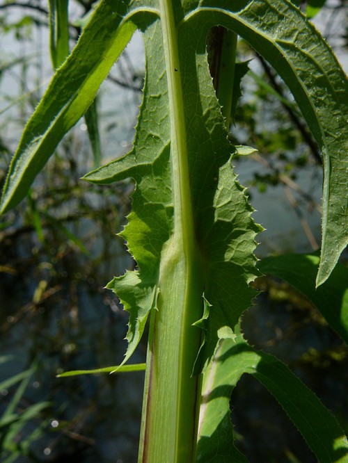 détail feuilles inférieures