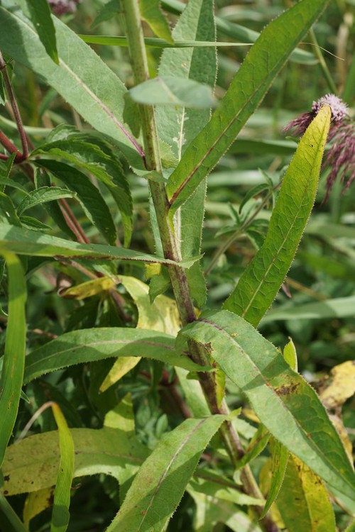 feuille