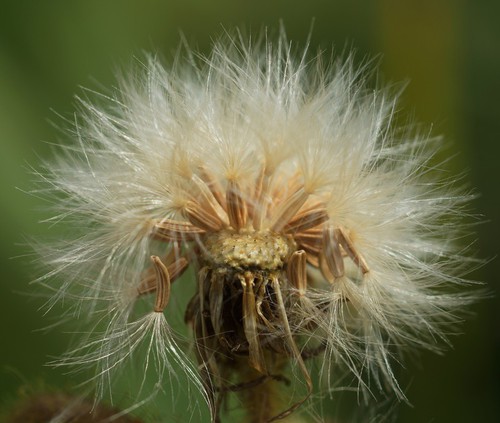 fruit