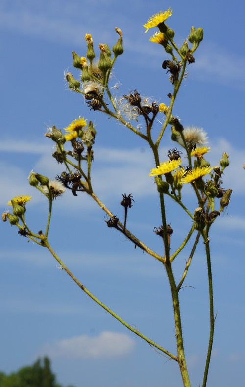 inflorescence