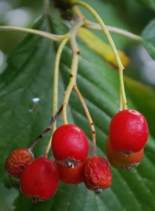 fruit