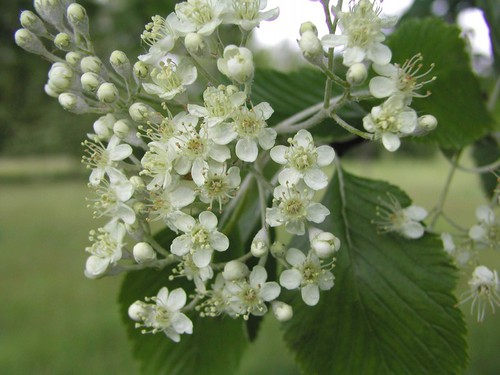 inflorescence