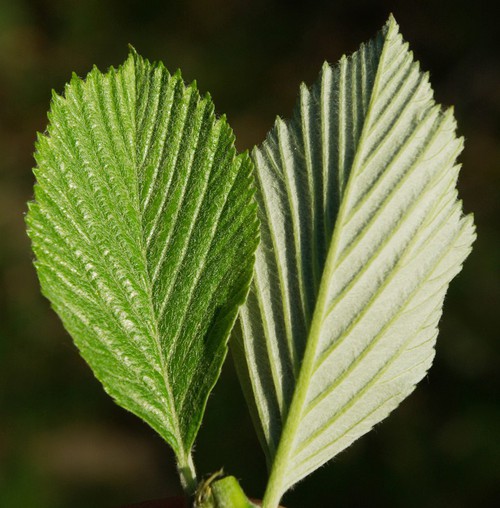 revers feuille