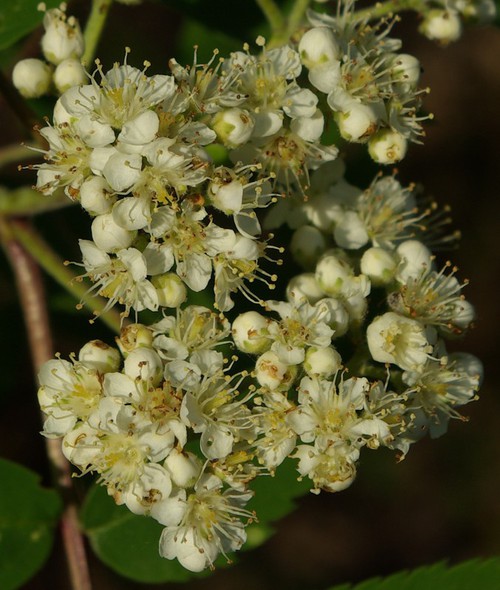 détail fleur