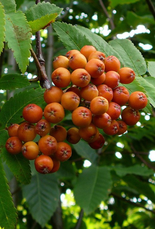 détail fruit
