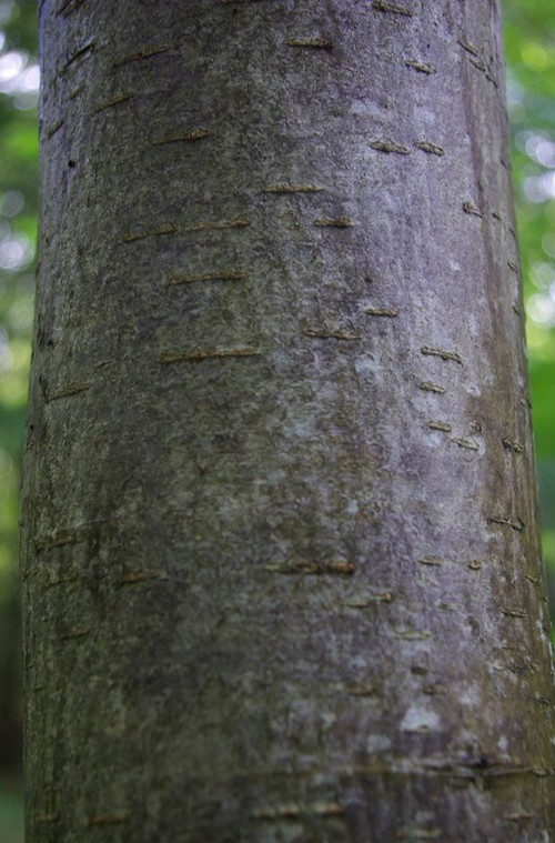 écorce âgée