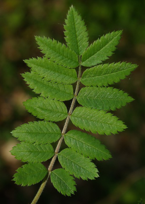 feuille